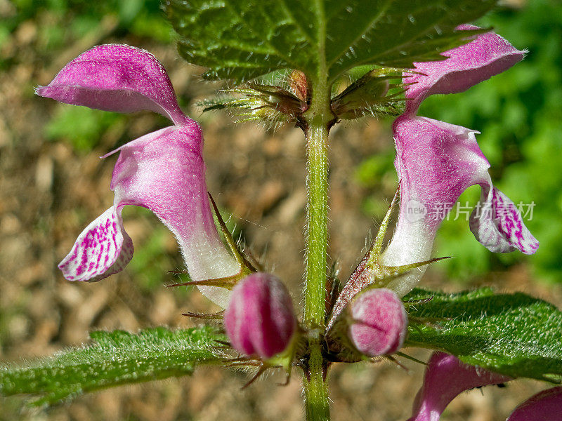 红色Deadnettle - Lamium Purpureum